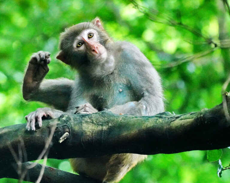 Jia Ronglin - Foraging-monkeys-5